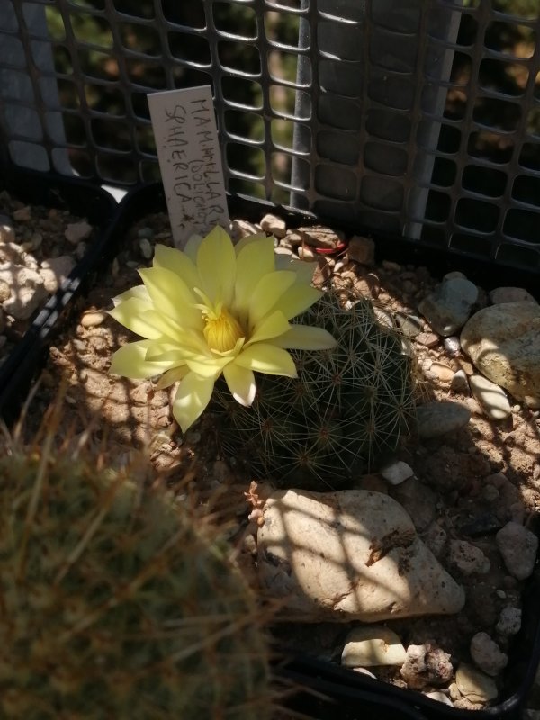 Mammillaria sphaerica 