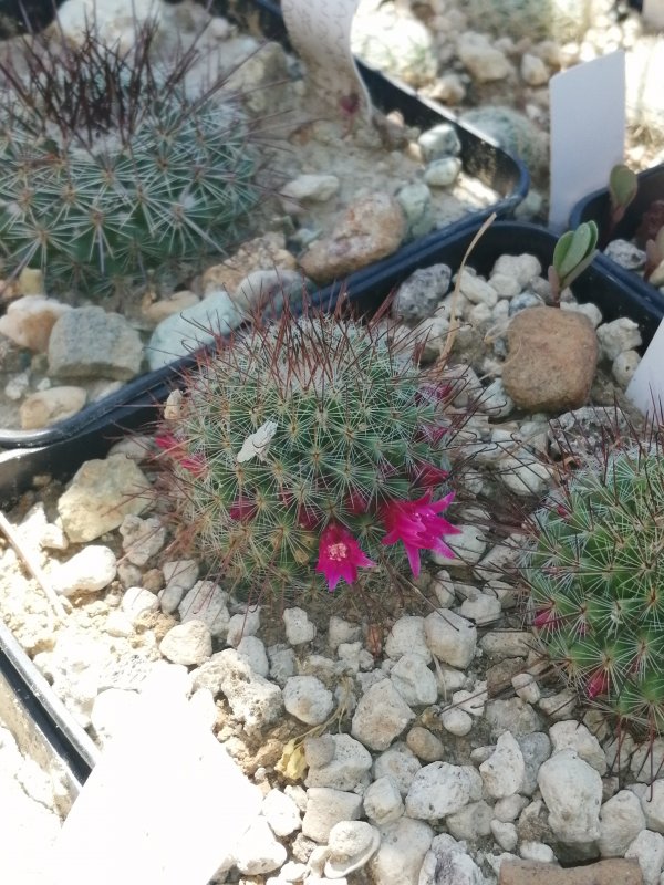 Mammillaria silvatica 