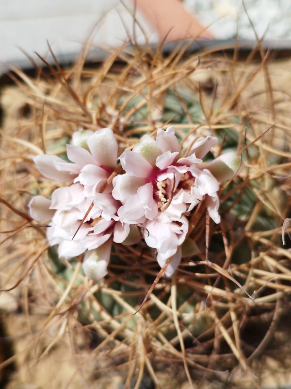 Gymnocalycium cardenasianum 