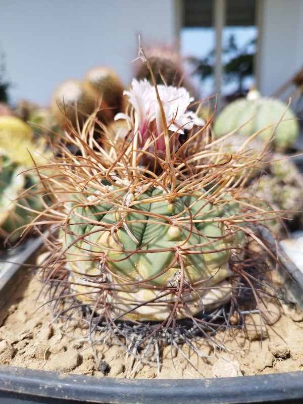 Gymnocalycium cardenasianum 