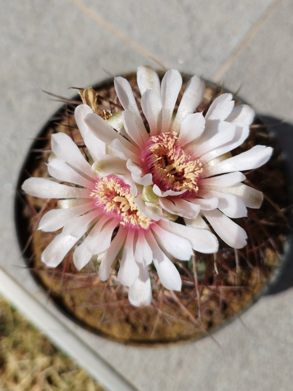 Gymnocalycium weissianum 