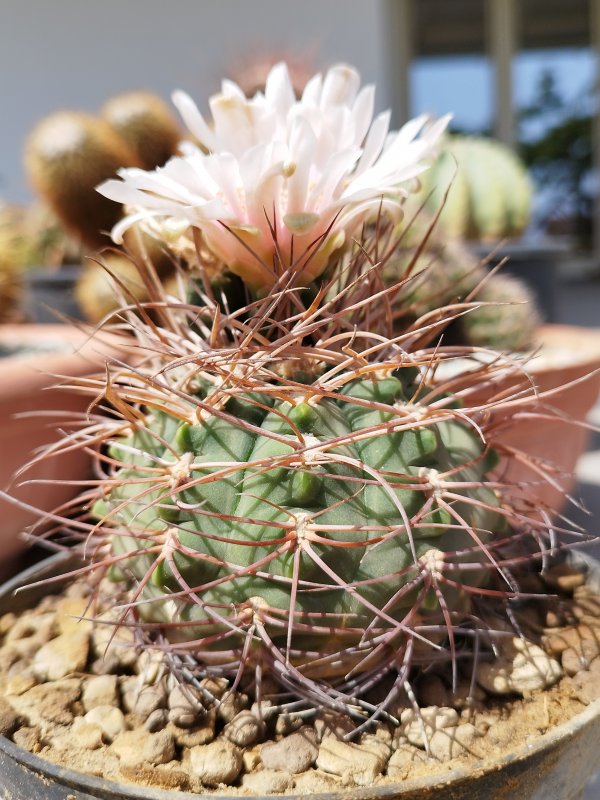 gymnocalycium weissianum