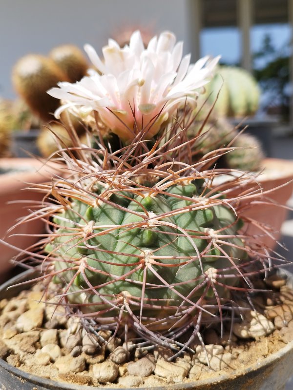 Gymnocalycium weissianum 