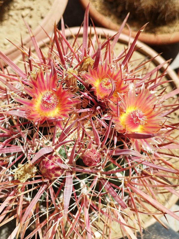 ferocactus chrysacanthus v. rubrispinus