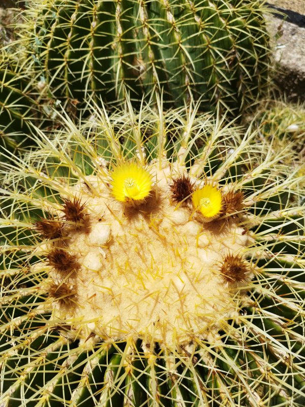 Echinocactus grusonii 