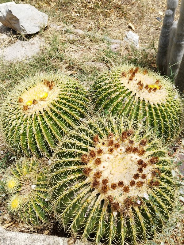 Echinocactus grusonii 