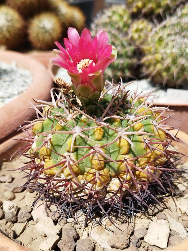 Gymnocalycium carminanthum 