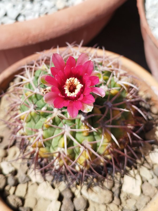 Gymnocalycium carminanthum 