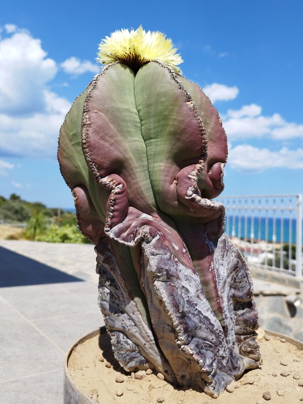 Astrophytum myriostigma v. nudum 