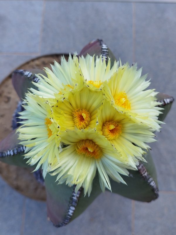 astrophytum myriostigma v. nudum