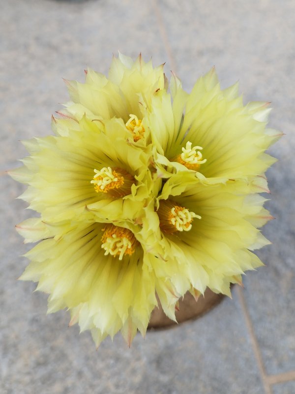 Coryphantha radians 