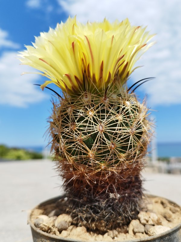 Coryphantha radians 