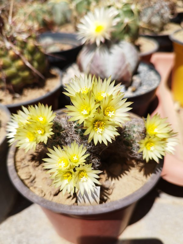 Turbinicarpus krainzianus ssp. minimus 