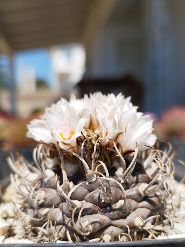 Turbinicarpus polaskii 