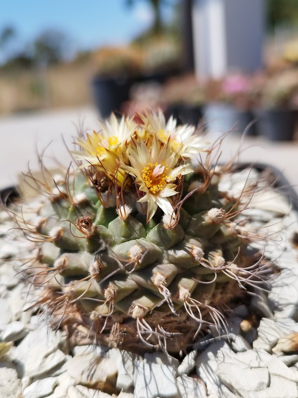 Turbinicarpus swobodae 