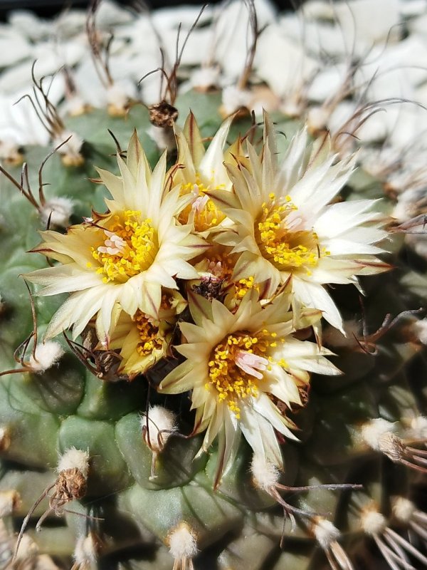 Turbinicarpus swobodae 