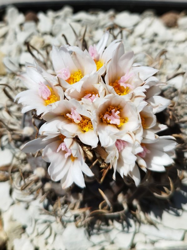 Turbinicarpus polaskii 