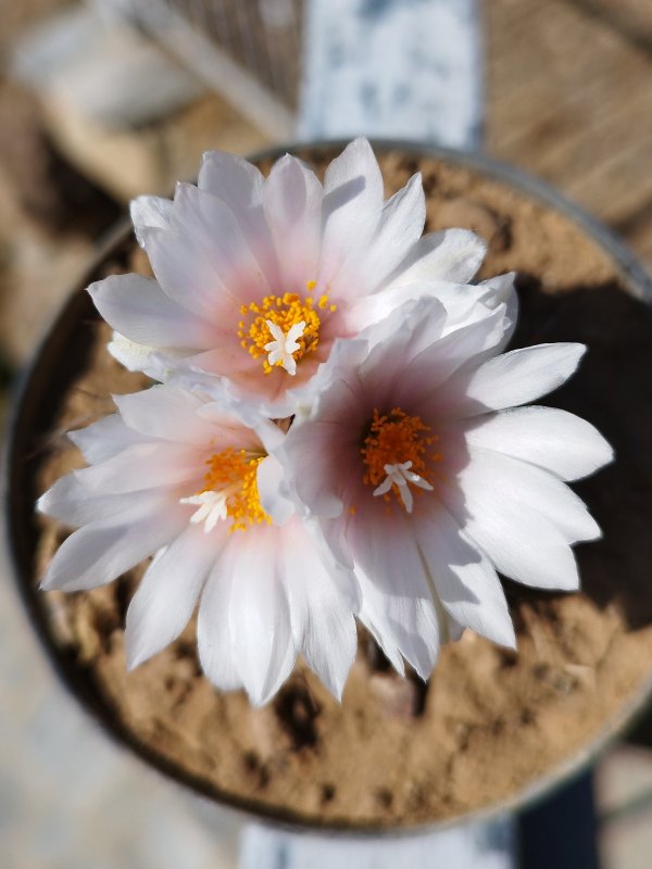 Turbinicarpus lophophoroides 