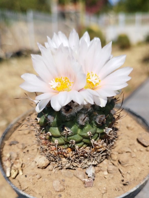 Turbinicarpus lophophoroides 