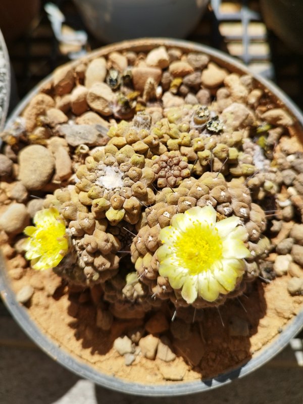 Copiapoa hypogaea 