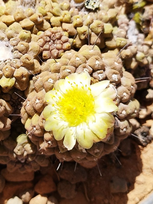 Copiapoa hypogaea 