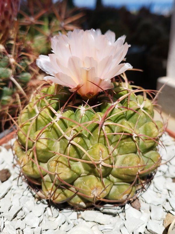 Thelocactus hexaedrophorus 