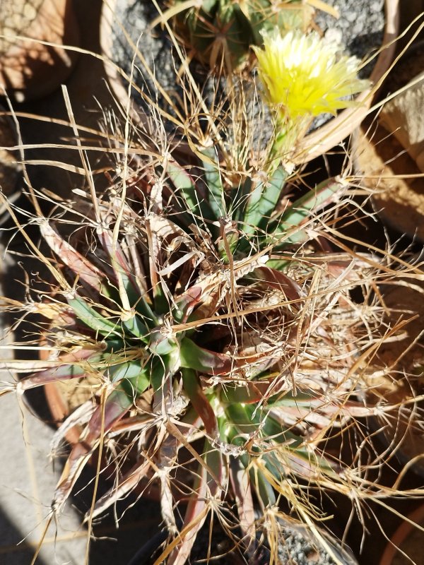 Leuchtenbergia principis 