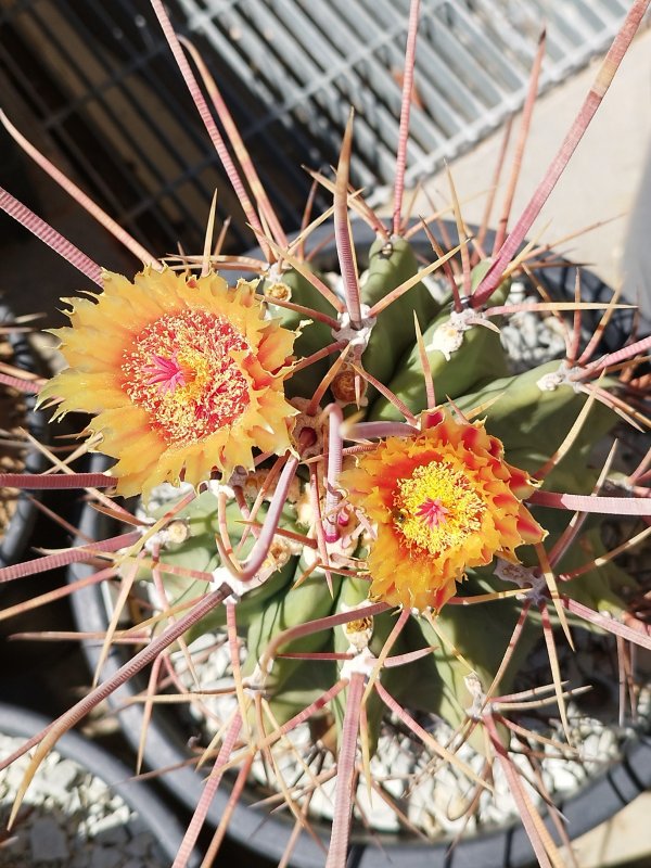 Ferocactus emoryi ssp. rectispinus 