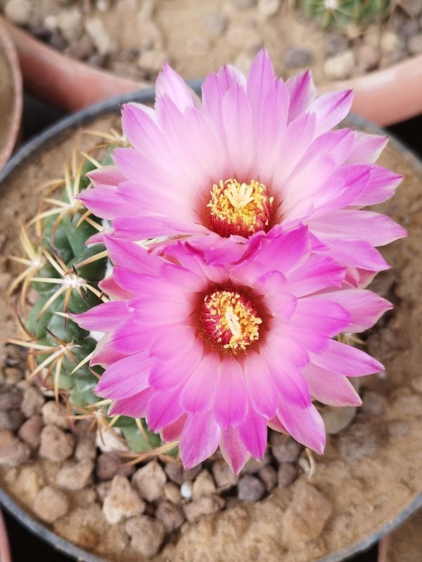 Coryphantha elephantidens 