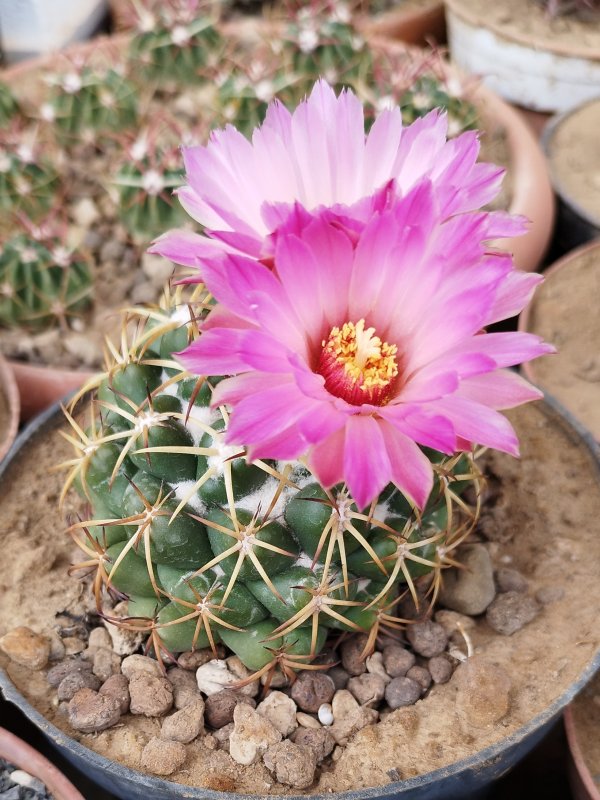 Coryphantha elephantidens 