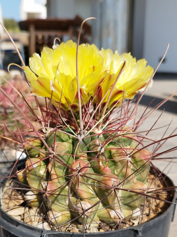 Ferocactus hamatacanthus 