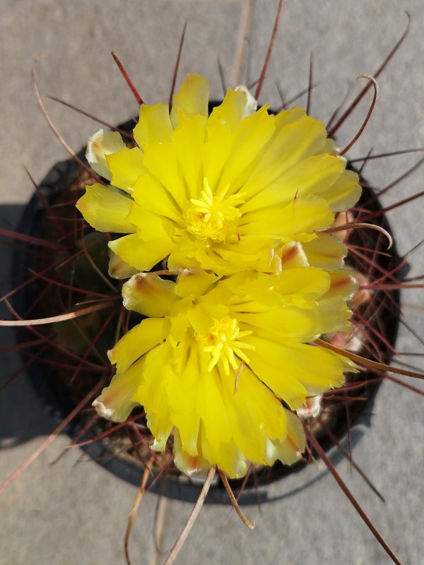 Ferocactus hamatacanthus 