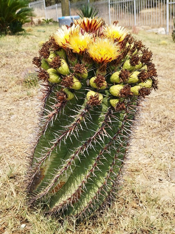 Ferocactus wislizeni ssp. herrerae 