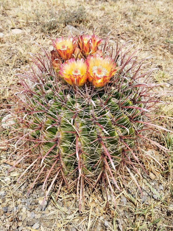 Ferocactus wislizeni 