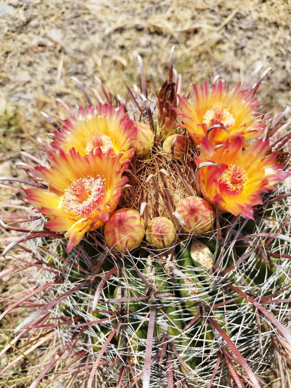 Ferocactus wislizeni 