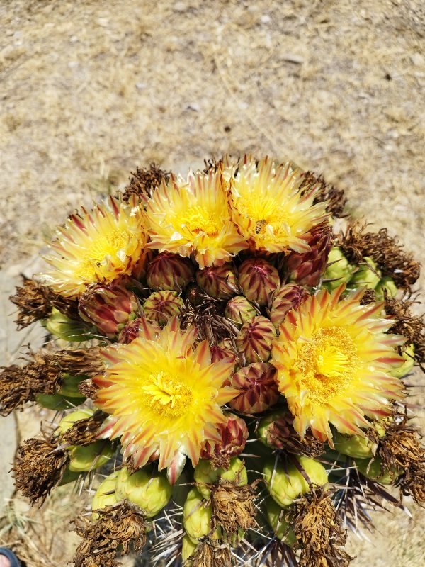 ferocactus wislizeni ssp. herrerae