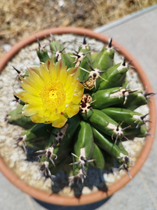 Ferocactus wislizeni ssp. herrerae v. brevispinus 