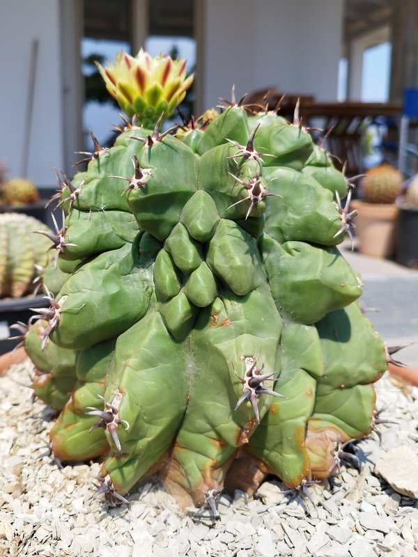 Ferocactus wislizeni ssp. herrerae v. brevispinus 