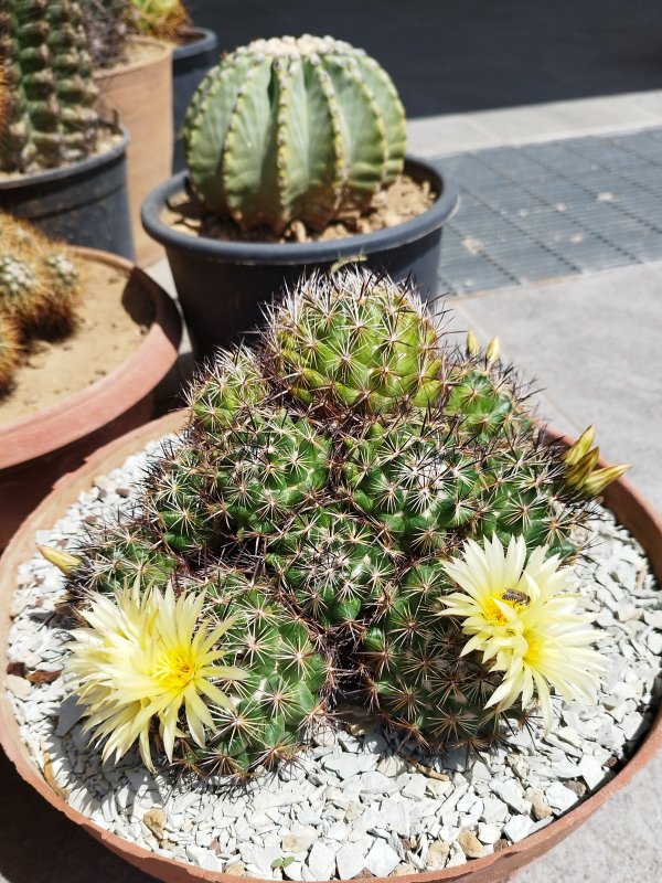 Coryphantha cornifera 