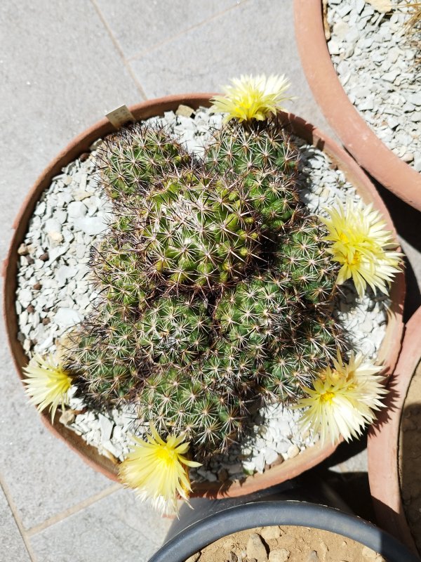 Coryphantha cornifera 