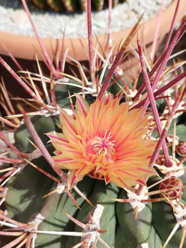 Ferocactus emoryi ssp. rectispinus 