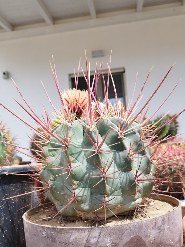 Ferocactus emoryi ssp. rectispinus 