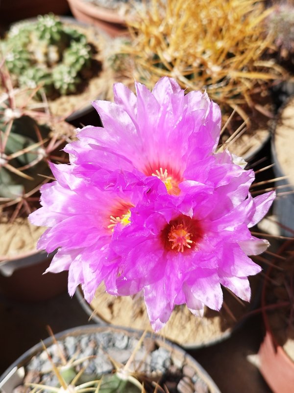 Thelocactus bicolor 