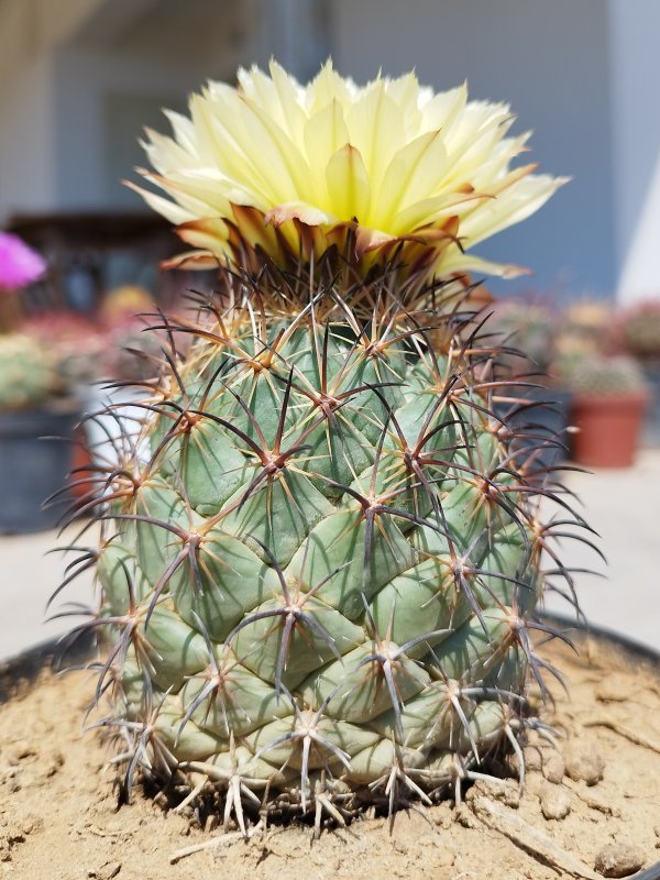 Coryphantha pallida 