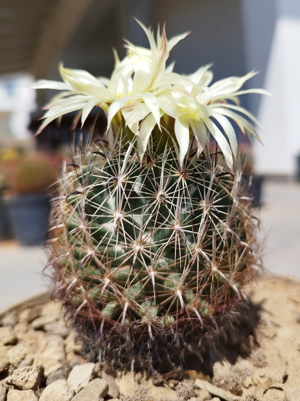 Coryphantha palmeri 