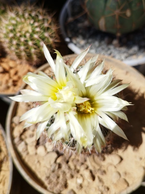 Coryphantha palmeri 