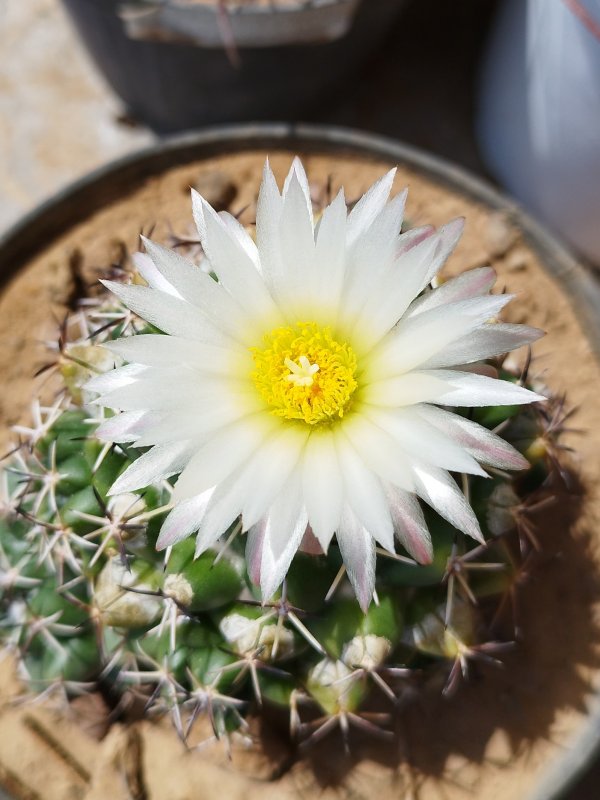 Coryphantha maiz-tablasensis 