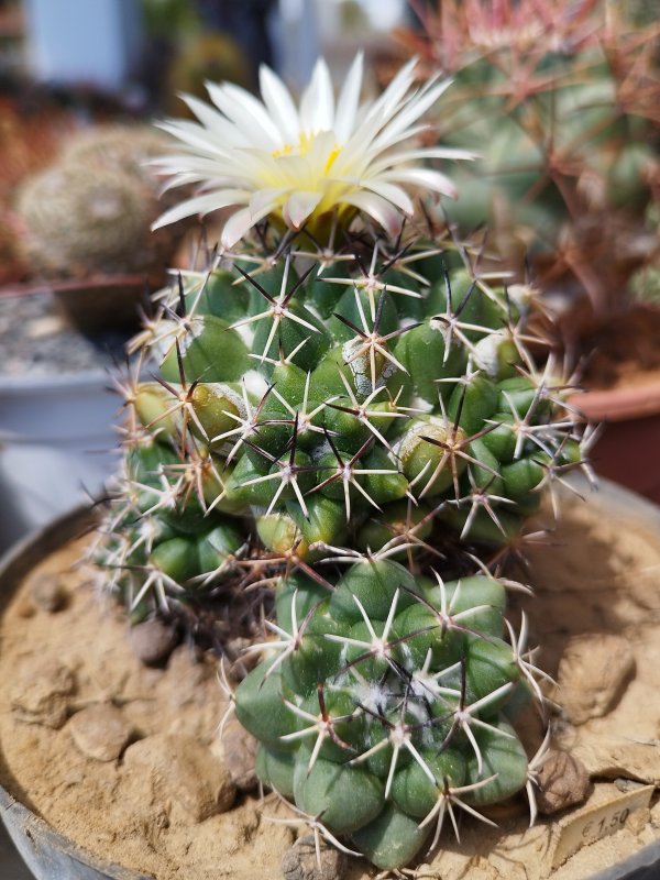 Coryphantha maiz-tablasensis 