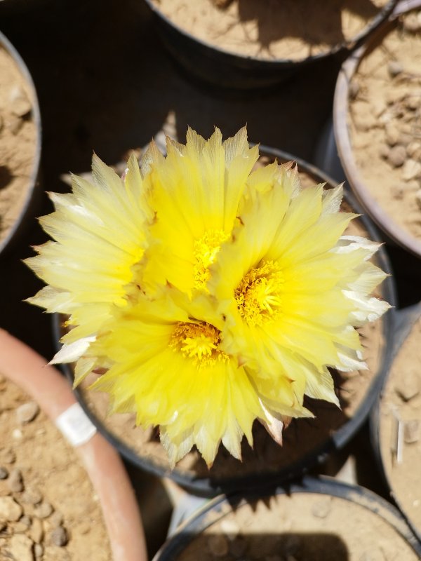 Coryphantha pallida 