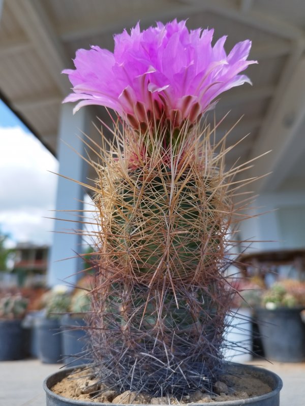 Thelocactus bicolor 